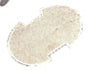 Sea Dog Canvas Snap Stud (Set of 6)
